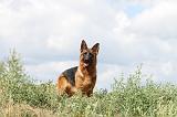 BERGER ALLEMAND 278
